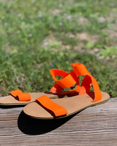 51 - The Lace Cactus